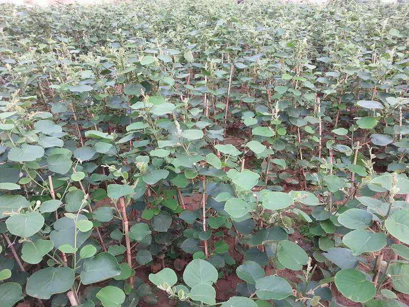 批發(fā)獼猴桃苗   熱銷嫁接獼胡桃苗 批發(fā)獼猴桃苗