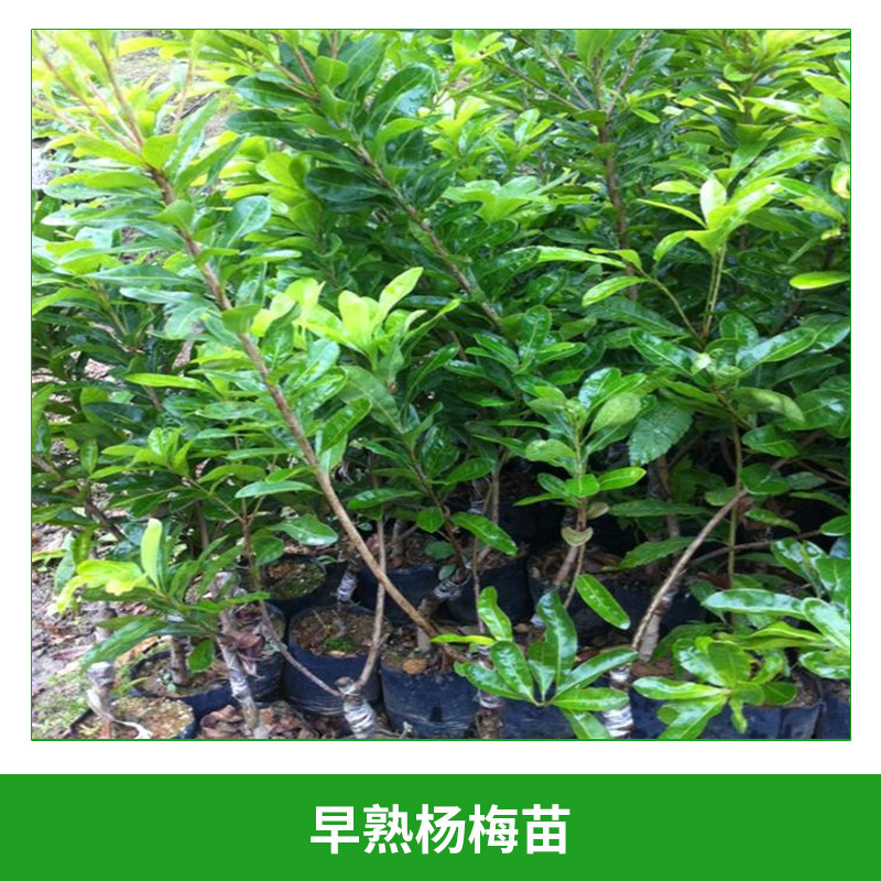 早熟楊梅苗 可盆栽果樹(shù)苗 楊梅樹(shù)苗 早薺蜜梅楊梅苗 果苗 早熟,品質(zhì)優(yōu)良 歡迎來(lái)電訂購(gòu)