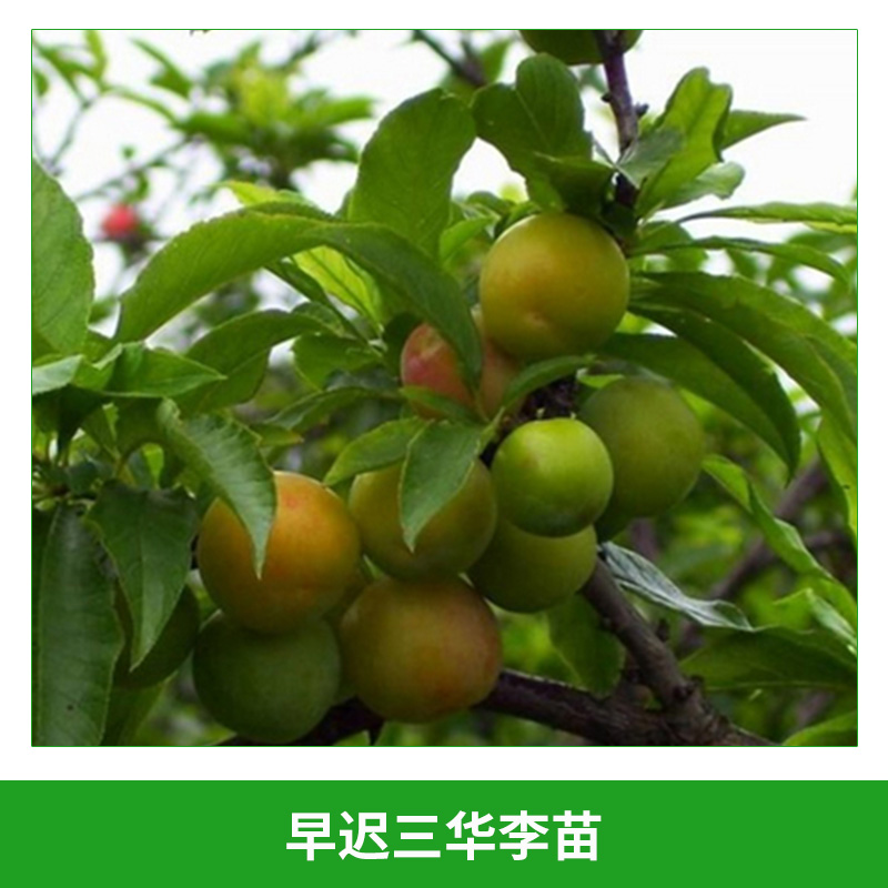 早遲三華李苗 晚熟三華李果樹苗 果樹苗 李子樹苗 三華李 適應性強 掛果早 果實營養(yǎng)價值高