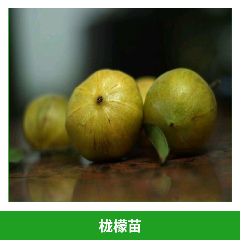 櫳檬苗 果樹苗羅蒙子 黃牙子 嶺南山竹 野山竹可盆栽 地栽 庭院種植 歡迎來電訂購