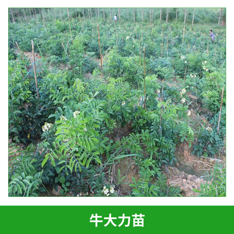 牛大力苗 大力高產(chǎn)量 高存活率 種子培育 倒吊金鐘種苗 種植基地大量批發(fā)
