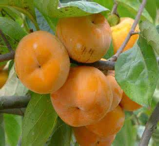 柿子苗 批發(fā)柿樹苗嫁接果樹苗蓮花柿子 柿子苗批發(fā)