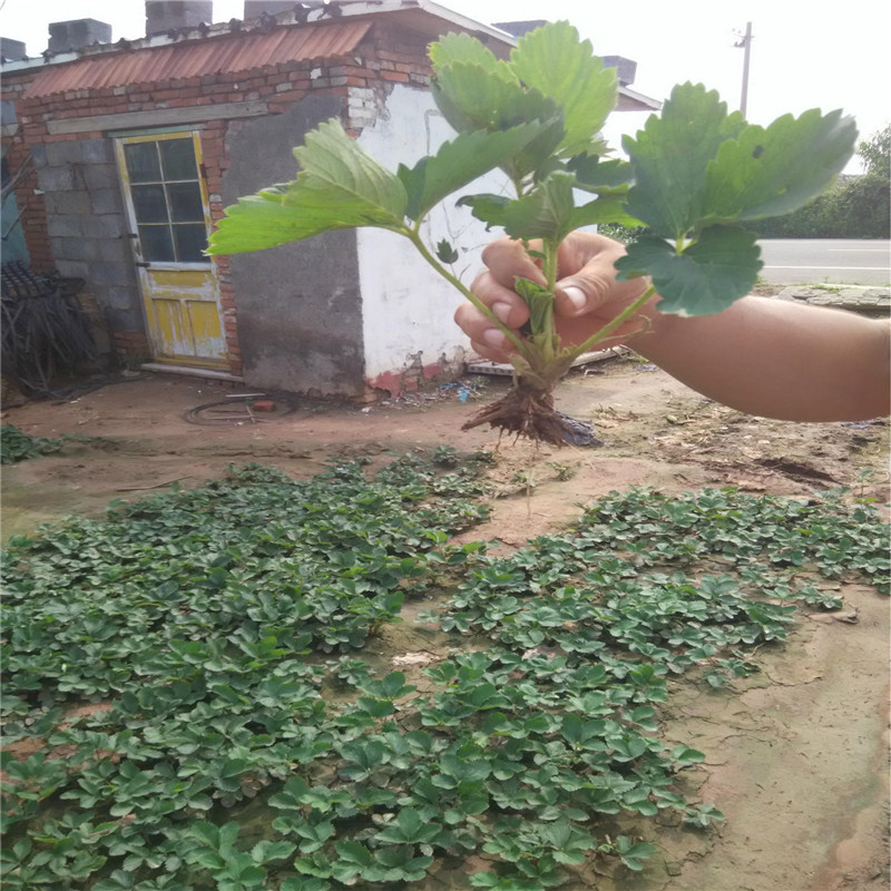 批發(fā) 妙香 法蘭地草莓苗四季草莓 大棚采摘 露天栽培 草莓苗批發(fā)