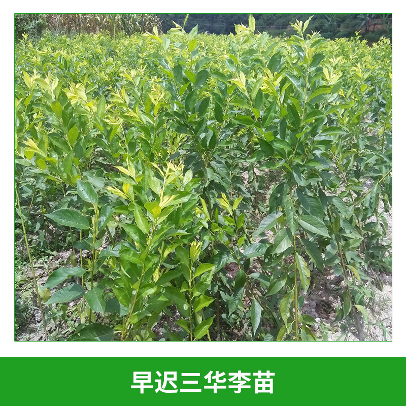 早遲三華李苗 晚熟三華李果樹苗 果樹苗 李子樹苗 三華李 適應性強 掛果早 果實營養(yǎng)價值高