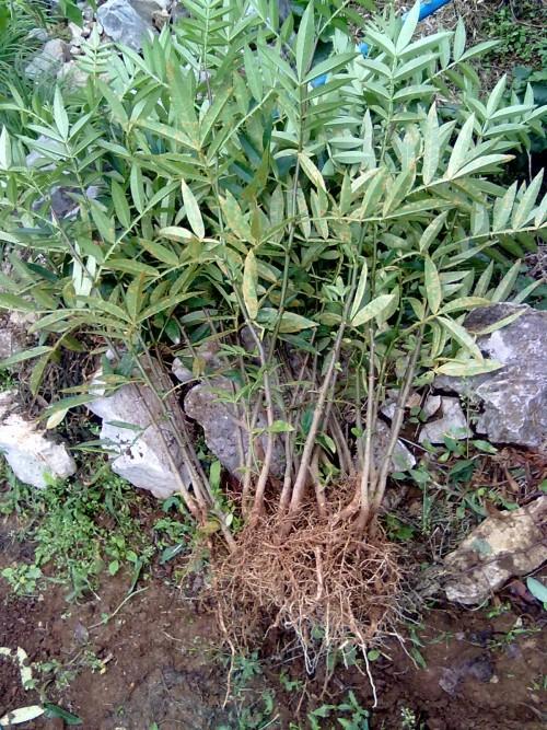 大紅袍花椒苗直銷 花椒苗木 品種純正 花椒樹苗 現(xiàn)貨 苗圃苗