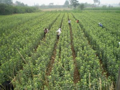 進口果樹苗木 蘋果樹苗 嫁接蘋果苗 當年結(jié)果苗新紅星蘋果樹苗