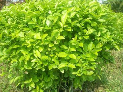 批發(fā)速生大葉女貞樹苗 大葉女貞小苗 占地苗綠化苗木