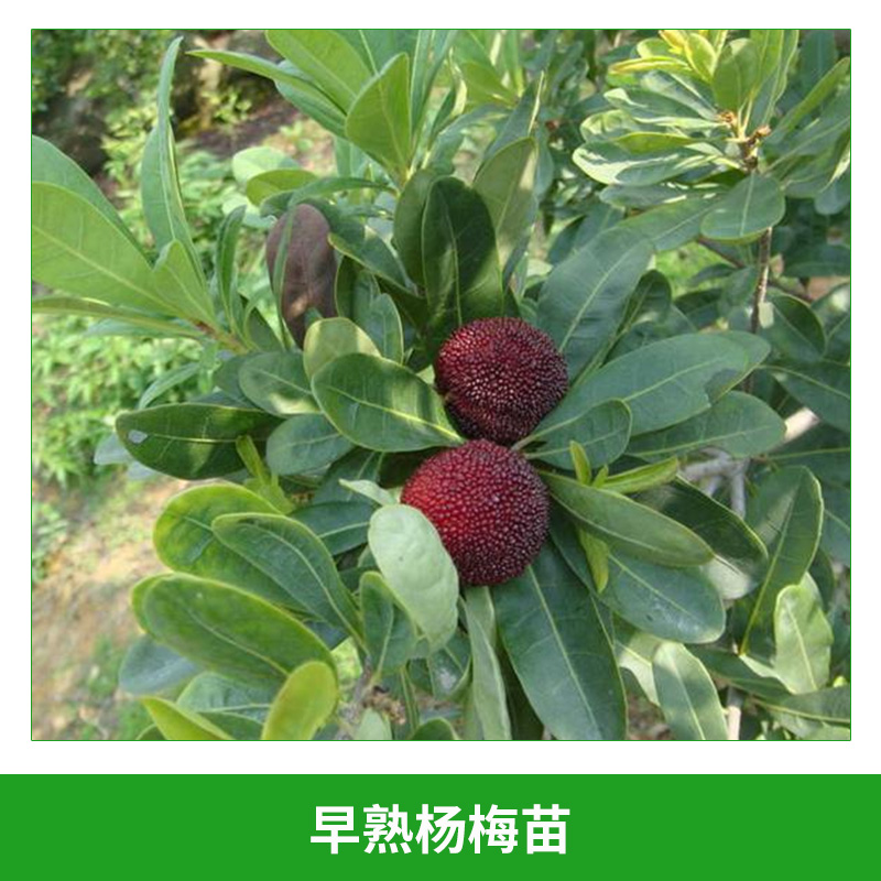 早熟楊梅苗 可盆栽果樹(shù)苗 楊梅樹(shù)苗 早薺蜜梅楊梅苗 果苗 早熟,品質(zhì)優(yōu)良 歡迎來(lái)電訂購(gòu)