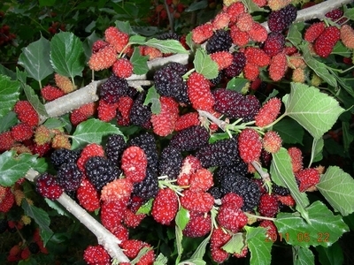 四季果桑 哪里有果桑苗賣 桑苗供應(yīng)