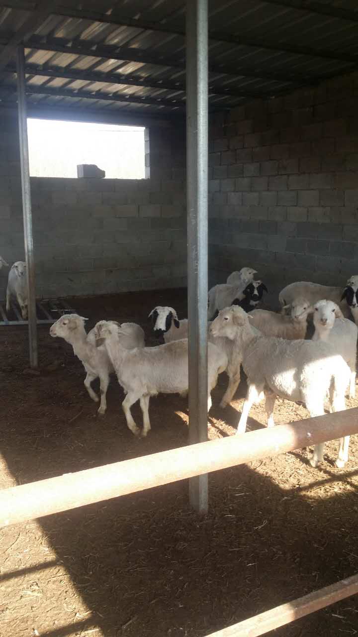 河北省綿羊養(yǎng)殖銷售    山羊養(yǎng)殖銷售