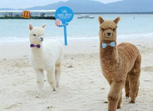 動(dòng)物表演租賃 山東動(dòng)物表演租賃 表演租賃找山東成誠 成誠動(dòng)物表演租賃