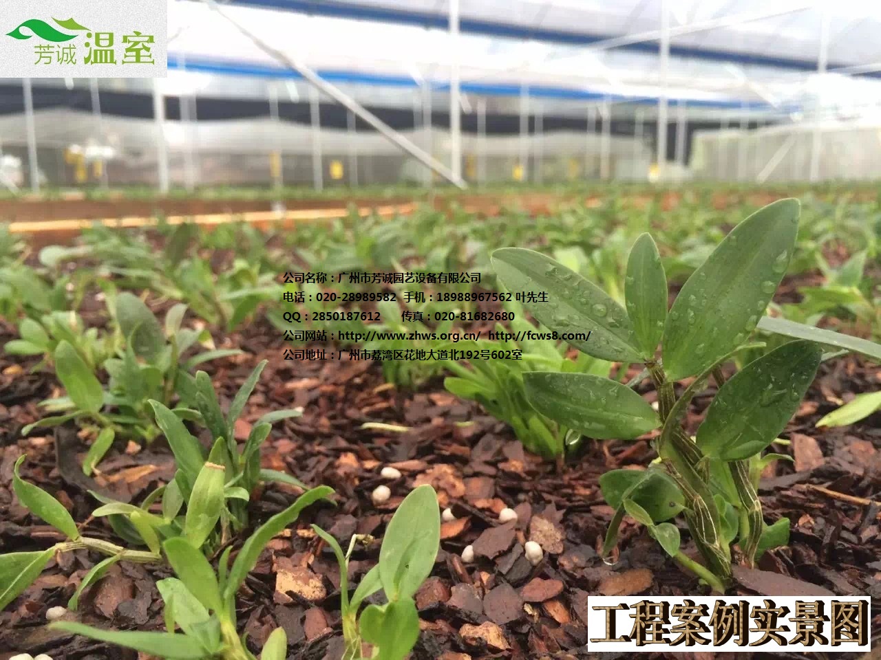鐵皮石斛貯藏，建石斛大棚聯(lián)系芳誠，廣東大棚廠家。石斛大棚種植
