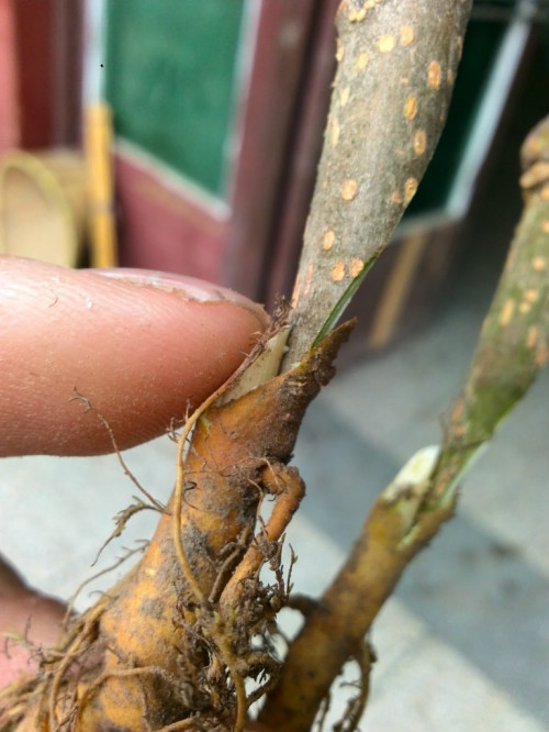 超長果桑 哪里有果桑苗賣 桑苗供應(yīng)