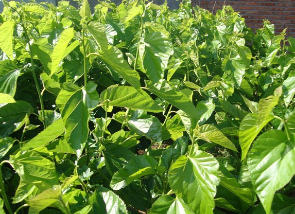 桑苗直銷廠家 哪里有果桑苗賣 桑苗供應(yīng)