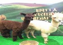 動(dòng)物表演租賃 山東動(dòng)物表演租賃 表演租賃找山東成誠 成誠動(dòng)物表演租賃