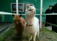 動(dòng)物表演租賃 山東動(dòng)物表演租賃 表演租賃找山東成誠 成誠動(dòng)物表演租賃