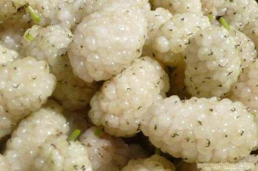 白玉王 哪里有果桑苗賣 桑苗供應(yīng)