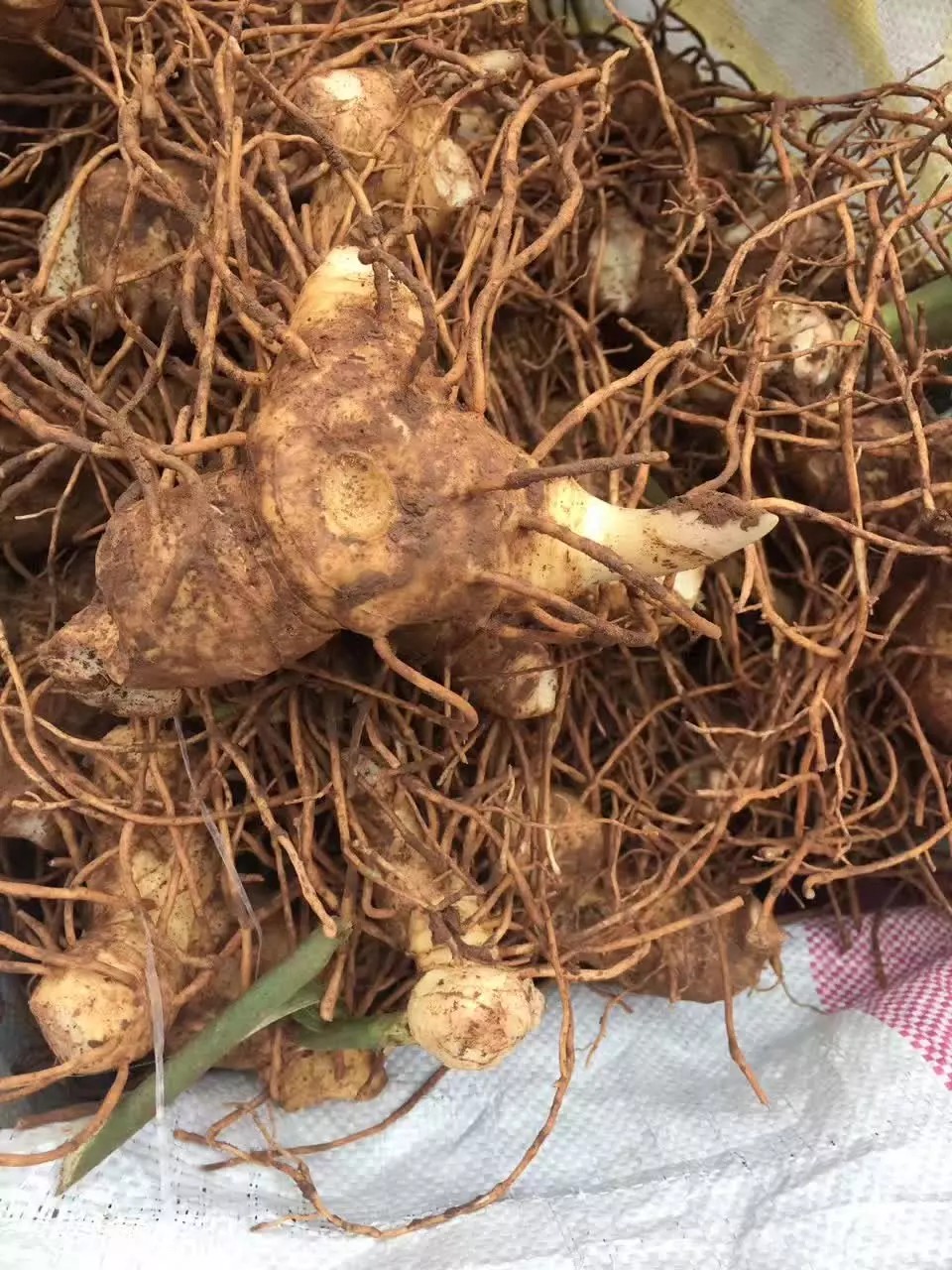 高桿多花黃精四川種植基地 高桿多花黃精塊莖 高桿黃精塊莖 高桿黃精種子塊莖
