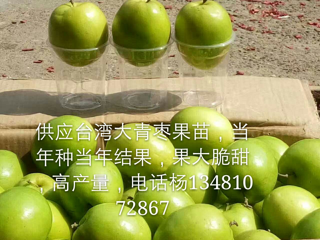 大葉棗苗 哪里有大葉棗苗賣 大葉棗苗價(jià)格
