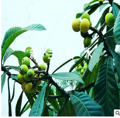 枇杷苗 枇杷苗批發(fā) 枇杷苗廠(chǎng)家 枇杷苗供應(yīng)商