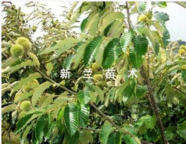 板栗苗  板栗苗 供應(yīng)商 板栗苗 廠家 板栗苗 批發(fā)