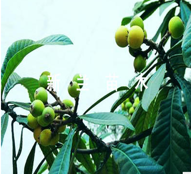 枇杷苗 枇杷苗批發(fā) 枇杷苗廠(chǎng)家 枇杷苗供應(yīng)商