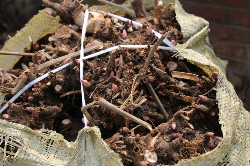 種植白芍芽子技術(shù)  回收鮮白芍  芍藥苗