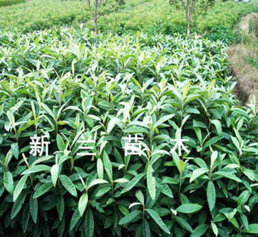 枇杷苗 枇杷苗批發(fā) 枇杷苗廠(chǎng)家 枇杷苗供應(yīng)商