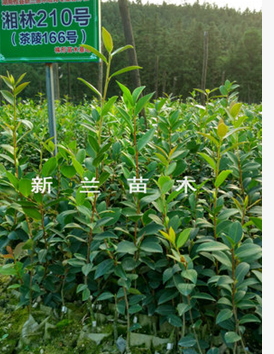 高產(chǎn)油茶苗 高產(chǎn)油茶苗供應(yīng)商 高產(chǎn)油茶苗廠家 高產(chǎn)油茶苗批發(fā)