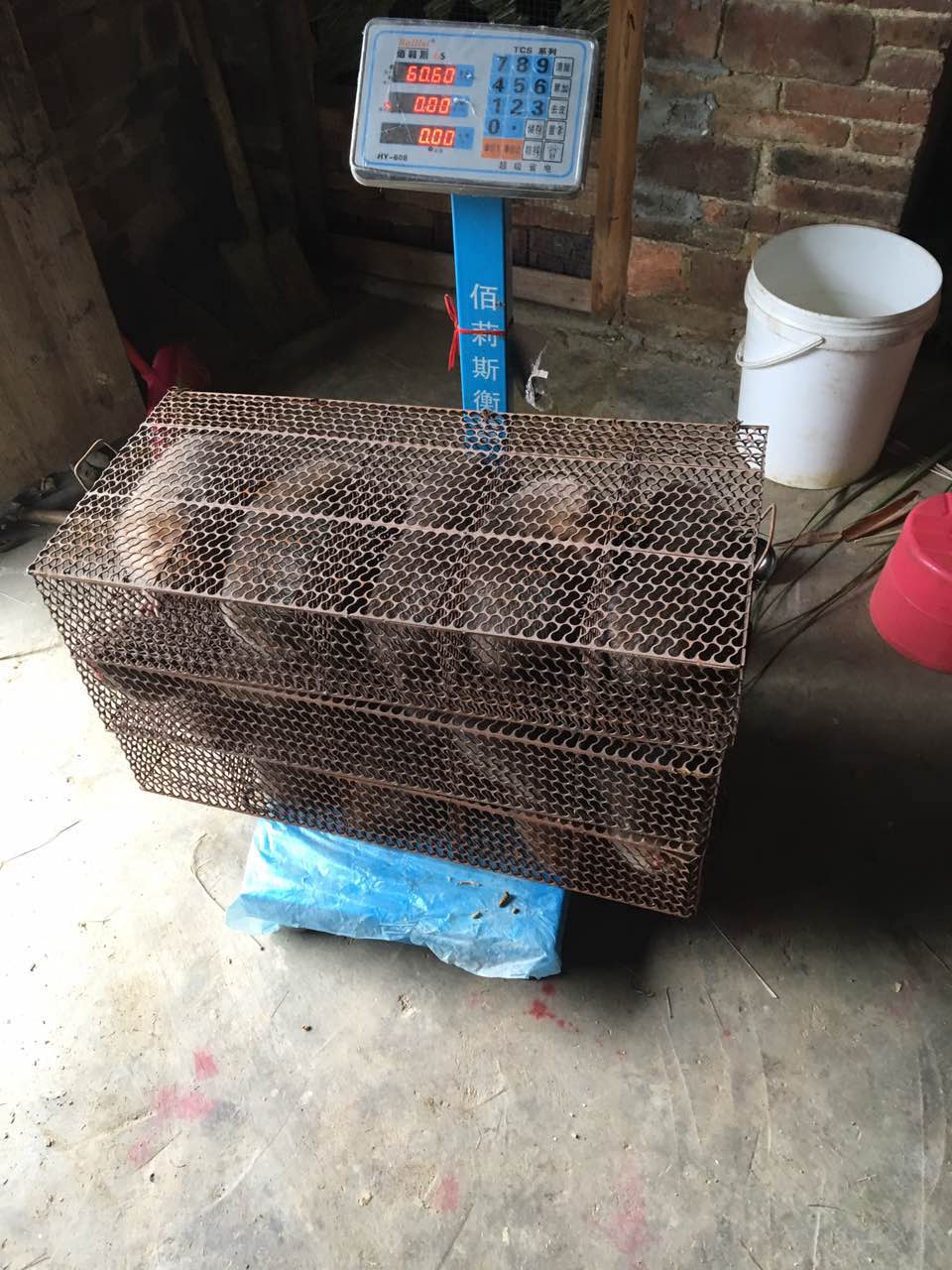 廣東*養(yǎng)殖 廣東*批發(fā) 廣東*