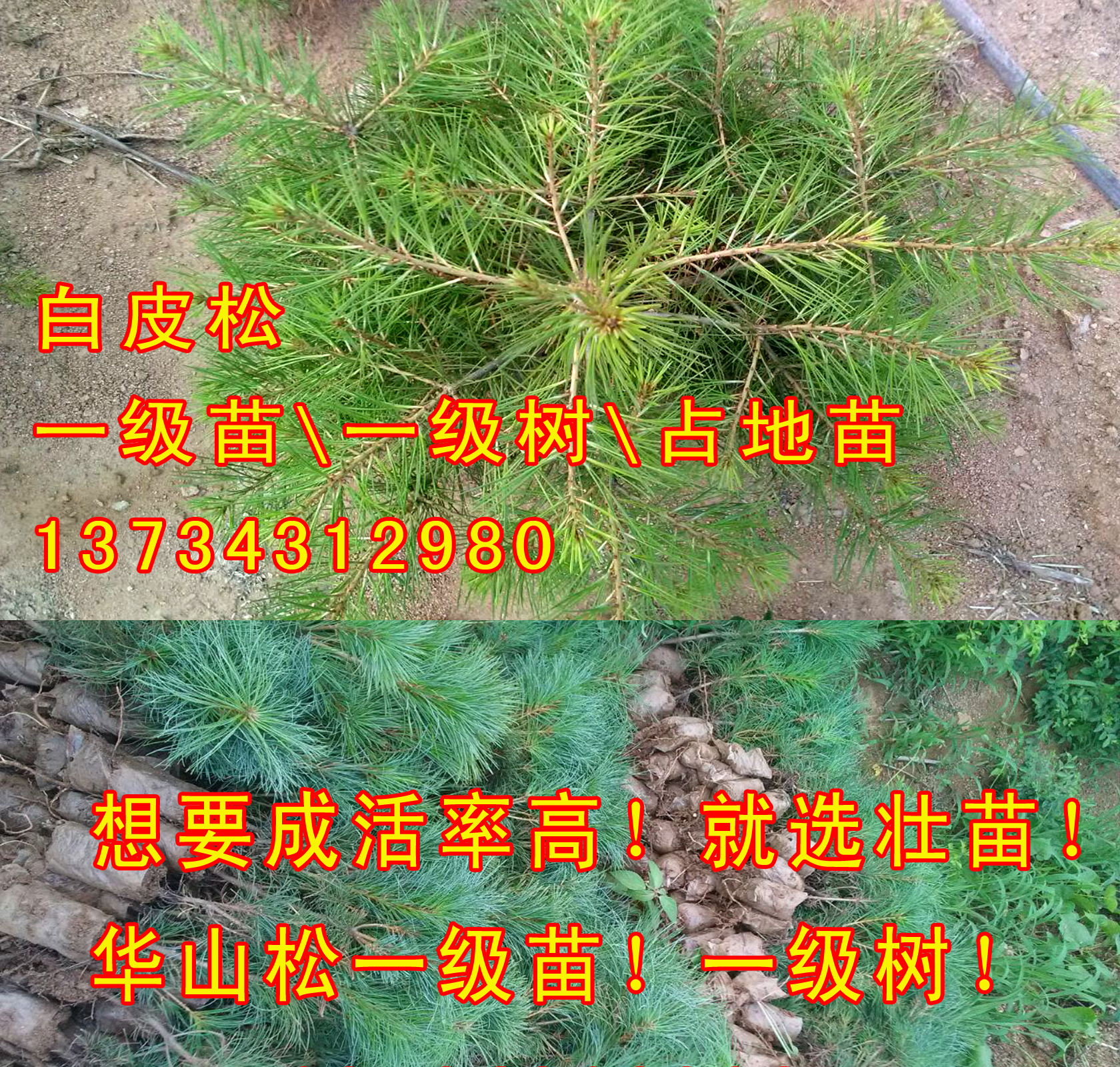 華山松樹苗大量批發(fā)出售聯(lián)系電話 山東日照華山松小苗 華山松求購