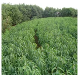 草坪 百慕大草卷 工程綠化苗 工程綠化竹 *球 藝術(shù)造型 優(yōu)質(zhì)果樹