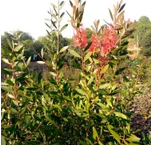 草坪 百慕大草卷 工程綠化苗 工程綠化竹 *球 綠化喬木