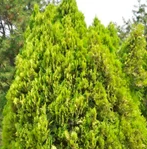 草坪 百慕大草卷 工程綠化苗 工程綠化竹 *球