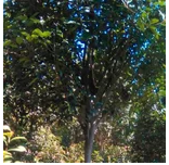 草坪 百慕大草卷 工程綠化苗 工程綠化竹 *球 綠化喬木