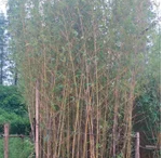 草坪 百慕大草卷 工程綠化苗 工程綠化竹