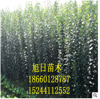 基地批發(fā)柱狀蘋(píng)果苗 矮化蘋(píng)果苗 短枝蘋(píng)果樹(shù)苗 嫁接蘋(píng)果苗