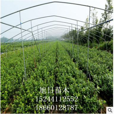 基地供應(yīng)藍(lán)莓苗 品種齊全藍(lán)莓苗 簽訂合同 品質(zhì)保證藍(lán)莓苗