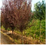 草坪 百慕大草卷 工程綠化苗 工程綠化竹 *球 綠化喬木