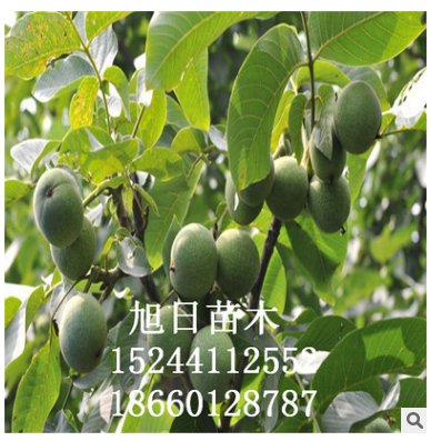 大量出售核桃樹 品種齊全核桃樹 * 可簽訂合同 核桃核桃樹
