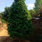 草坪 百慕大草卷 工程綠化苗 工程綠化竹 *球 綠化喬木