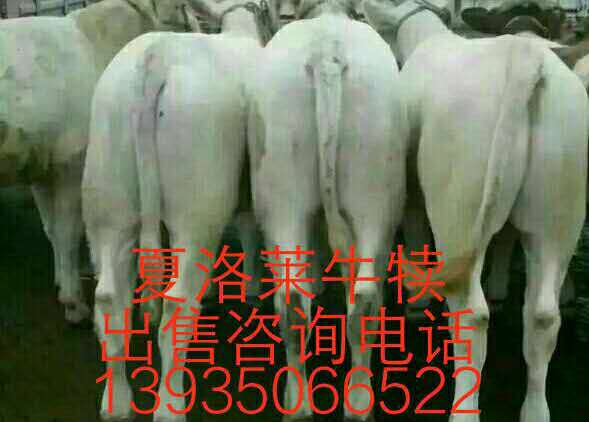 夏洛萊牛銷售 山西夏洛萊牛批發(fā) 夏洛萊牛養(yǎng)殖基地 夏洛萊牛供應(yīng)商
