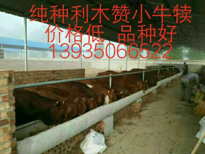 小牛苗 小牛苗價(jià)格 小牛苗多少錢一頭-犇馳肉牛養(yǎng)殖場-小牛苗價(jià)格低廉 歡迎考察選種
