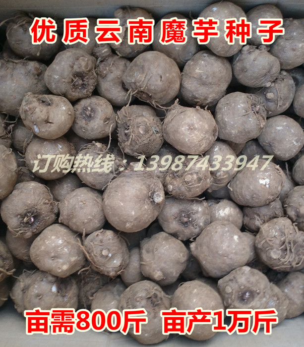 專業(yè)批發(fā)云南魔芋種子、貴州魔芋種子供應(yīng)商、四川魔芋種子廠家直銷