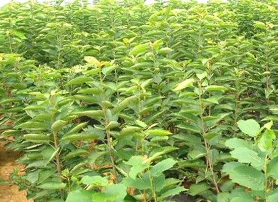 石家莊櫻桃苗鮑家灘櫻桃苗贊皇縣秦小英大櫻桃專業(yè)合作社