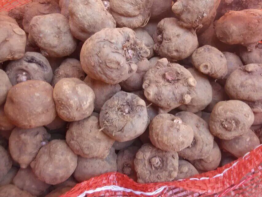 專業(yè)批發(fā)云南魔芋種子、貴州魔芋種子供應(yīng)商、四川魔芋種子廠家直銷