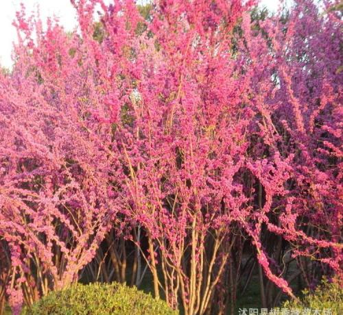 批發(fā)供應紅花紫荊樹苗 紫荊綠化苗木 批發(fā)宮粉紫荊樹苗價格