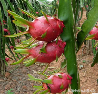 基地果樹苗直銷 火龍果樹苗 紅心火龍果苗 品種全 紅肉火龍果果樹