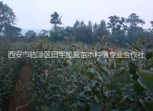 西安果樹苗木種植苗圃 紅肉蘋果樹苗瑞士紅*愛蘋果