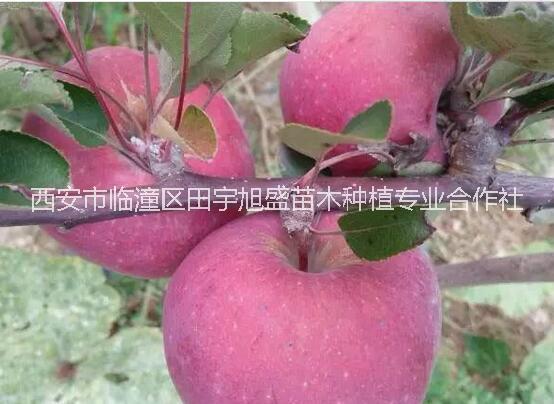 西安果樹苗木種植苗圃 紅肉蘋果樹苗瑞士紅*愛蘋果